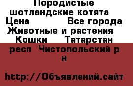 Породистые шотландские котята. › Цена ­ 5 000 - Все города Животные и растения » Кошки   . Татарстан респ.,Чистопольский р-н